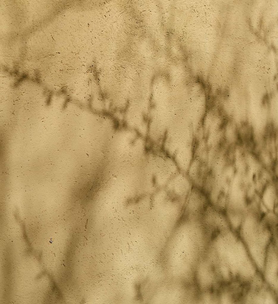 Sombra de arbusto en la pared